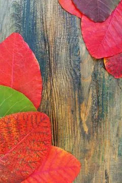 Composition of autumn leaves. Stock Photos