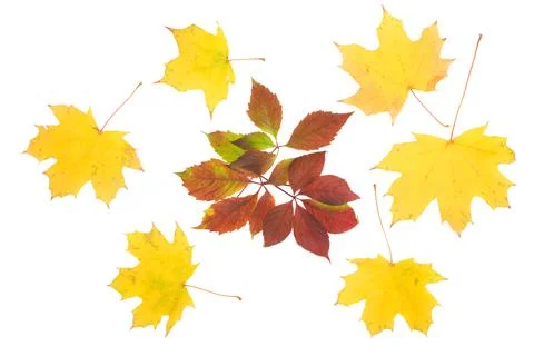 Composition of autumn leaves Stock Photos