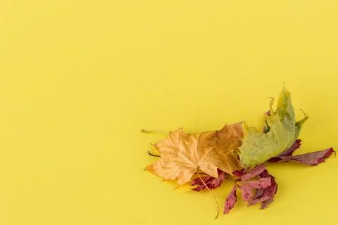 Composition of autumn leaves. Fotos Stock