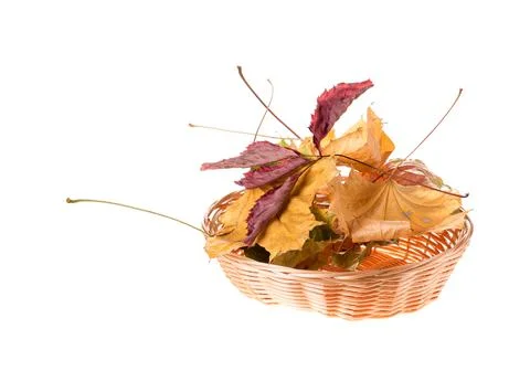 Composition of autumn leaves. Stock Photos
