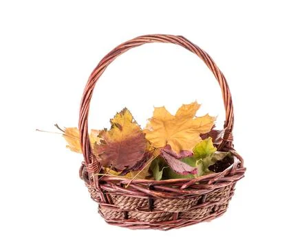 Composition of autumn leaves. Stock Photos