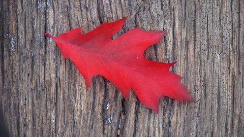 Composition of autumn leaves on the table. Stock Footage 118913370