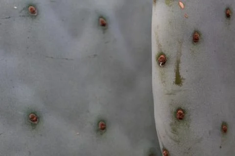 Composition background of cactus shapes Stock Photos