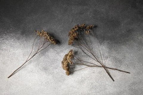 Composition with beautiful dried flowers on grey grunge background Stock Photos