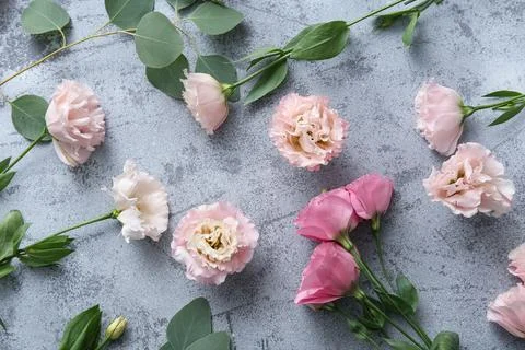 Composition with beautiful eustoma flowers on grey grunge background Stock Photos