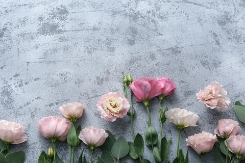 Composition with beautiful eustoma flowers on grey grunge background Stock Photos