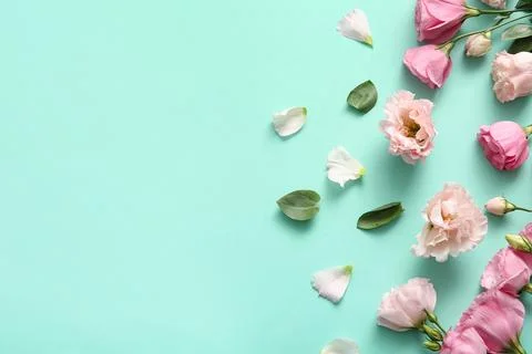 Composition with beautiful eustoma flowers, leaves and petals on mint backgro Stock Photos