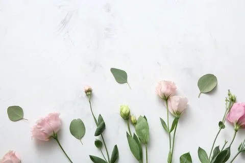 Composition with beautiful eustoma flowers on white grunge background Stock Photos