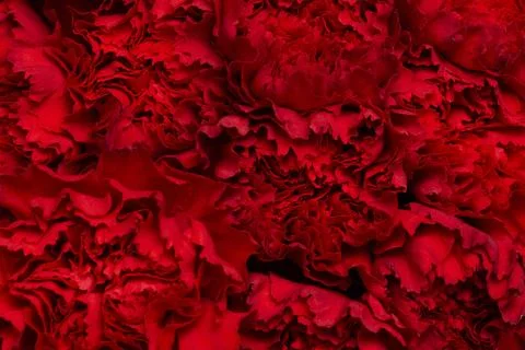 The composition beautiful flowers background Stock Photos