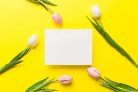 Composition with blank card and beautiful flowers tulip on coloredbackground. Stock Photos
