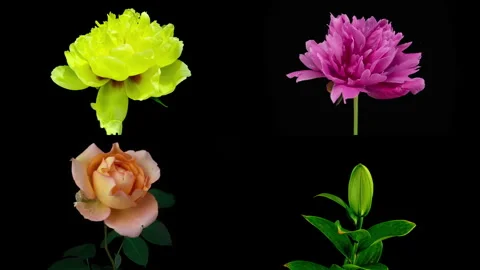 A composition of blooming colorful peony, lily, rose flowers isolated on white Stock Footage 255246732