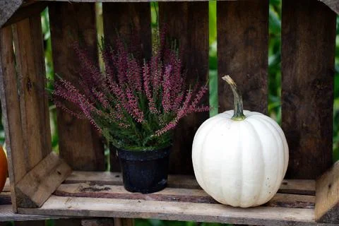 A composition of blooming heather and a white decorative pumpkin against th.. Stock Photos