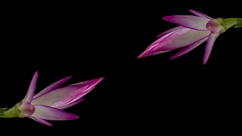 Composition of blooming pink Christmas cactuses (Schlumbergera) Stock Footage 123418046