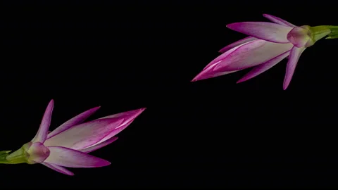 Composition of blooming pink Christmas cactuses (Schlumbergera) Stock Footage 123468246