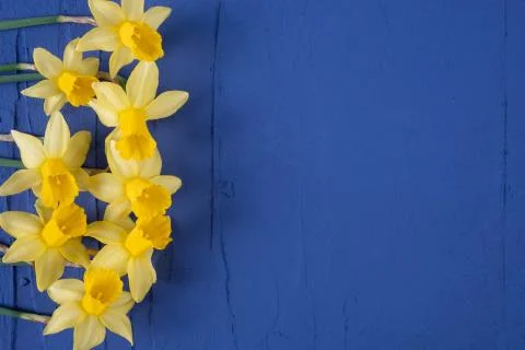 Composition of blooming spring daffodils lies on a background Stock Photos