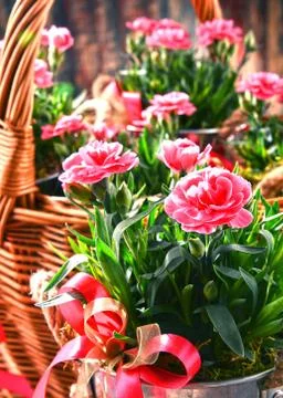 Composition with bouquet of carnations. Stock Photos