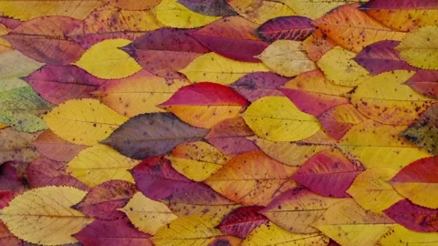 Composition of bright multi-colored autumn leaves stacked on top of each other Stock Footage 167472219