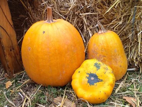 A composition of bright orange pumpkins close up Stock Photos