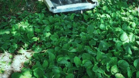 Composition of a broken computer on the grass Stock Photos