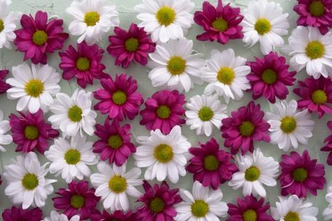 Composition of buds of red and white chrysanthemums on an olive background Stock Photos