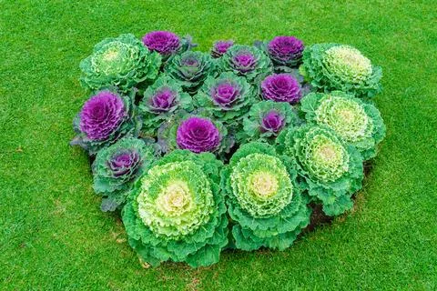 Composition of cabbage growing in the garden on a lawn Stock Photos