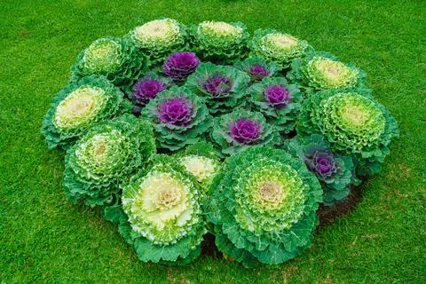 Composition of cabbage growing in the garden Stock Photos