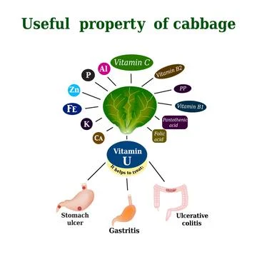 The composition of the cabbage. Useful properties Cabbage. Cabbage treats Stock Illustration
