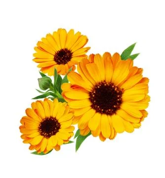 Composition of calendula flower isolated on white background Stock Photos