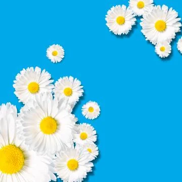 Composition of chamomile blossoms on blue background Stock Illustration