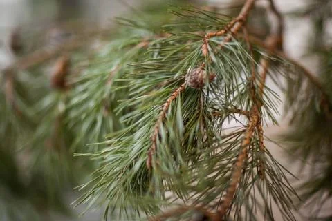Composition of the Christmas decorations. Stock Photos