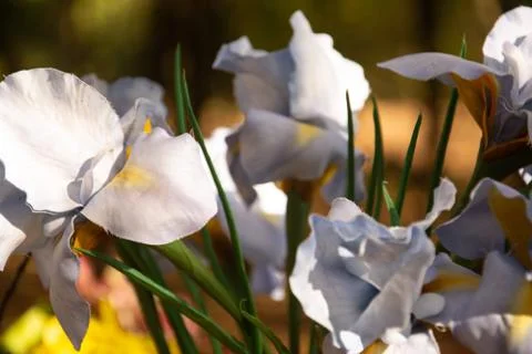 Composition of cloth flowers on blurred background Stock Photos