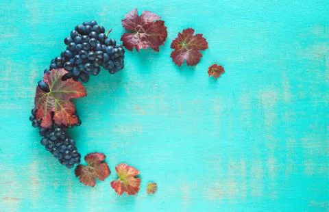 Composition of clusters of ripe black grapes and vine leaves on a painted blu Stock Photos