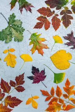 Composition of colorful autumn leaves. Pattern of colorful autumn leaves o... Foto stock