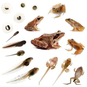 Composition of the complete evolution of a Common frog in front of a white backg Stock Photos