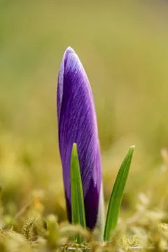 A composition of crocus, plural crocuses or croci Stock Photos