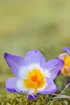 A composition of crocus, plural crocuses or croci Stock Photos