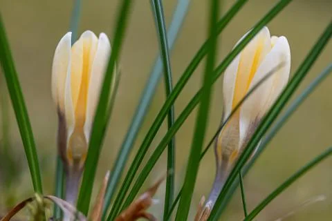 A composition of crocus, plural crocuses or croci Stock Photos