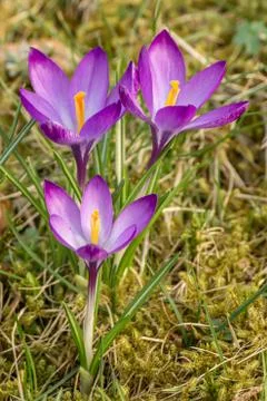 A composition of crocus, plural crocuses or croci Stock Photos