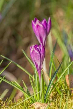 A composition of crocus, plural crocuses or croci Stock Photos