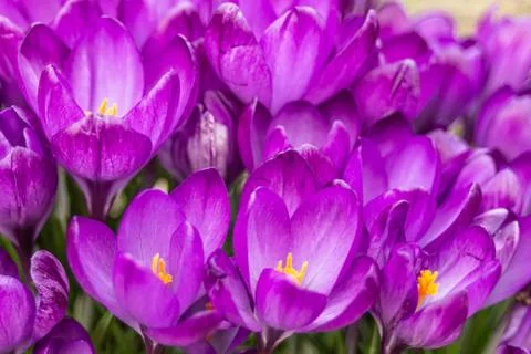 A composition of crocus, plural crocuses or croci Stock Photos