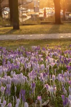 A composition of crocus, plural crocuses or croci Stock Photos
