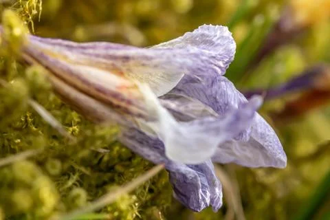 A composition of crocus, plural crocuses or croci Stock Photos