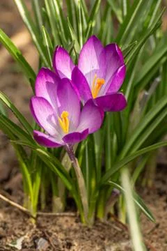 A composition of crocus, plural crocuses or croci Stock Photos