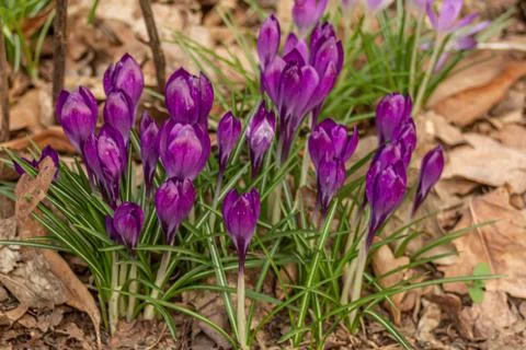 A composition of crocus, plural crocuses or croci Stock Photos