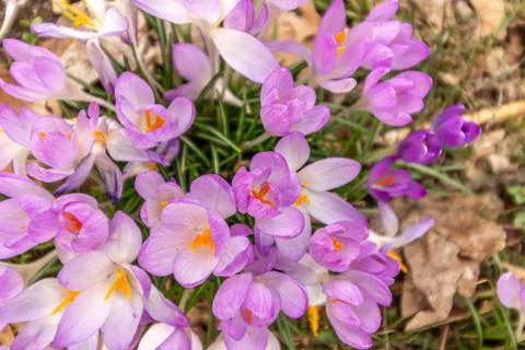 A composition of crocus, plural crocuses or croci Stock Photos