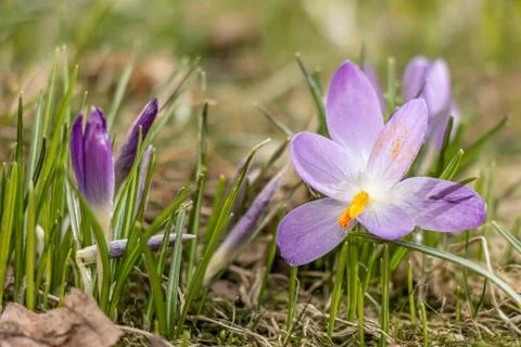 A composition of crocus, plural crocuses or croci Stock Photos