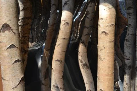 Composition with cut birch trunks and mirrors. Stock Photos