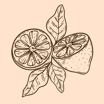 Composition cut lemon with leaves vintage Stockillustratie