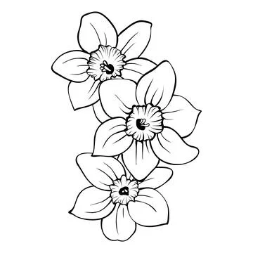 Composition of daffodil flowers black line sketch Illustrazione stock