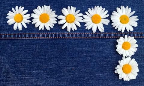 Composition with daisies on a blue background for a card or decor. Seven dais Stock Photos
